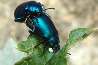 Agelastica alni Agelastica alni